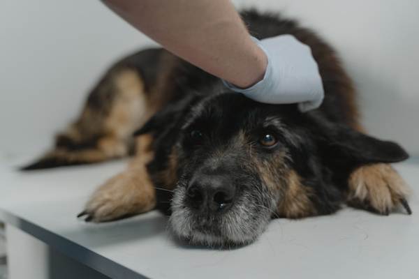 Animal Care and Service: Veterinarian providing medical care to pets in an animal care service clinic.